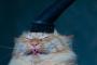【ねこ画像】ブラッシング？掃除機？、特等席！ ほか【再】
