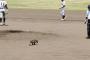 アライグマさん、甲子園予選に飛び入り参加してしまうwwww