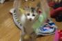 【ねこ画像】にゃん斗聖拳、おしくらまんじゅう？ ほか【再】