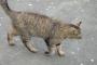 浅草の猫、近所の猫、銀座の猫【再】