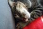 【ねこ科画像】おねむねこ、お外のサビにゃん ほか【再】