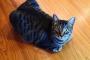 【ねこ科画像】香箱ねこ、ドアップねこ ほか【再】