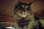 【ねこ画像】こたつ（？）とねこ、リアルにねこをかぶる ほか【再】