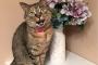【ねこ画像】花とねこ、のびーっ ほか【再】
